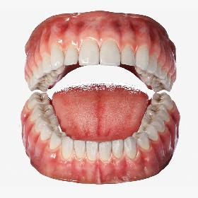 Realistic Human Mouth Teeth Tongue Rigged 3D model